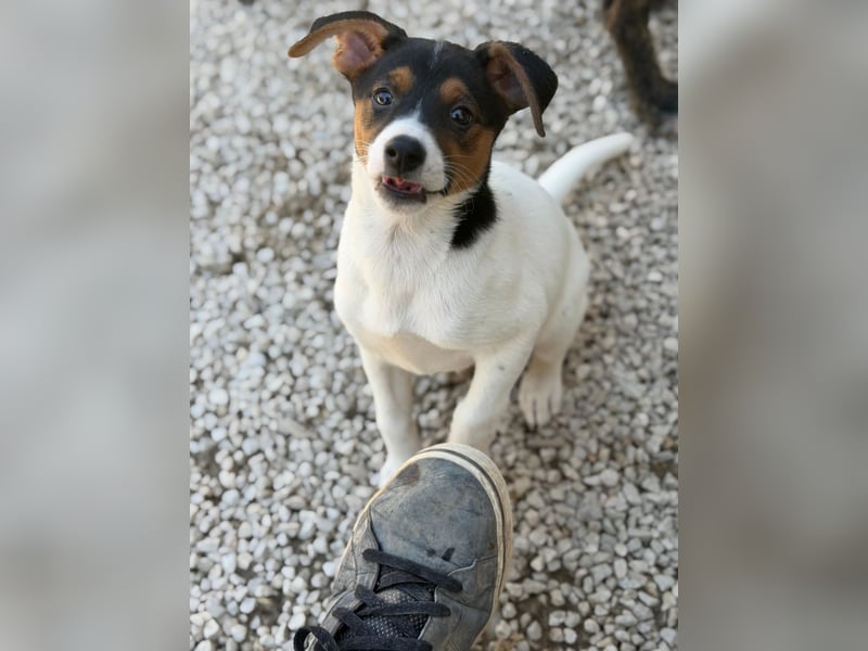 Kleine Zaubermaus mit großen Träumen sucht ihr Für-immer-Zuhause!