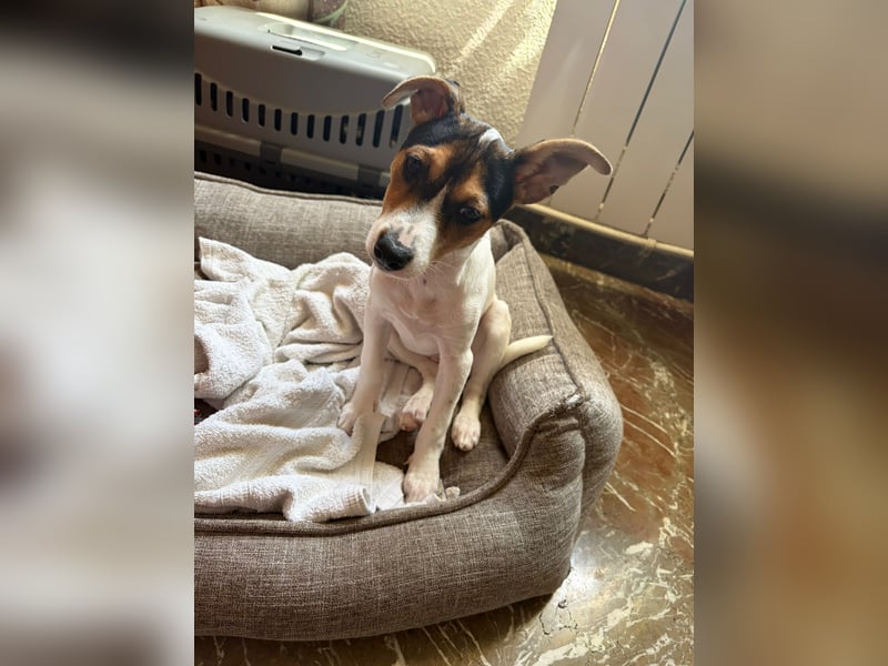 Mia - kleiner Wirbelwind sucht ihre Familie