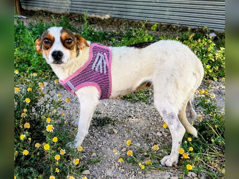 Guinda - zarte kleine Hundemama sucht ihr Zuhause