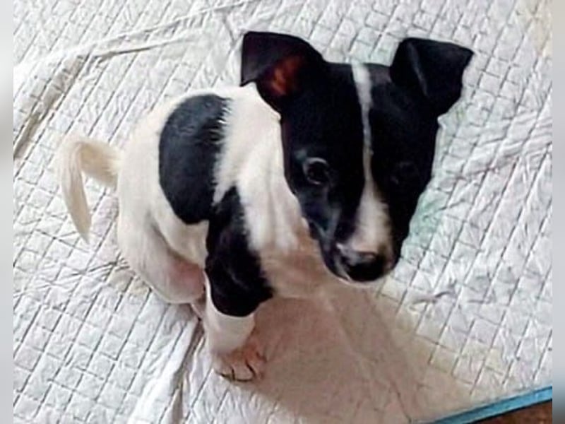 Luna - kleiner Sonnenschein auf vier Pfoten möchte die Welt entdecken