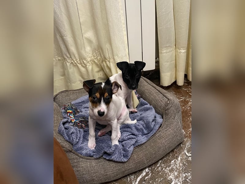 Teddy-Kleine Pfoten auf der Suche nach großem Glück