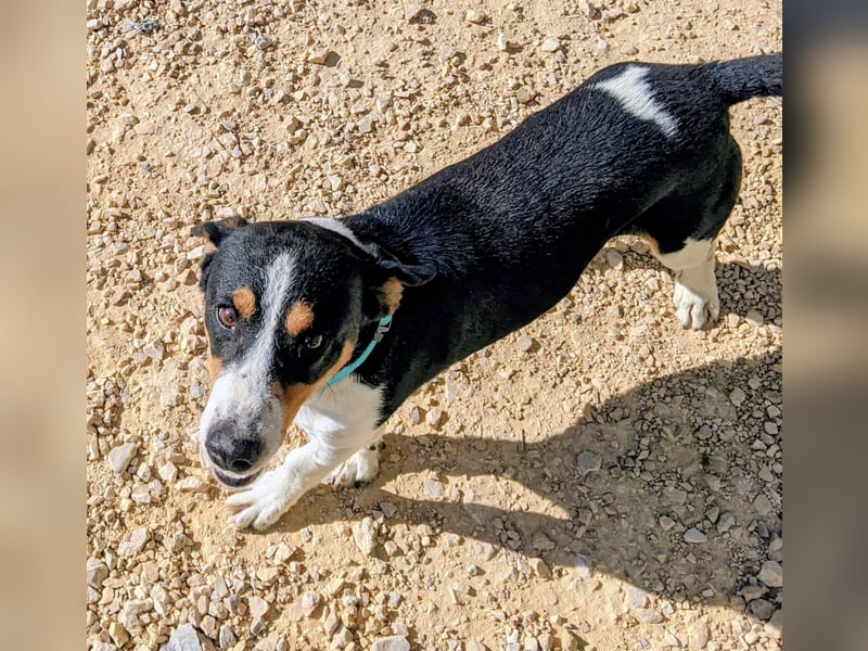 Pancho - dreifarbiger Sonnenschein sucht sein Glück