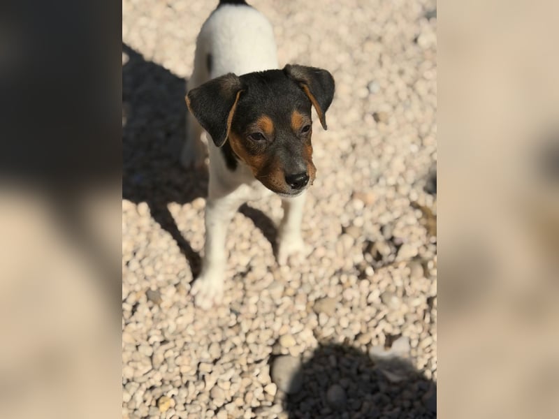 Romeo ,Kleiner Wirbelwind auf vier Pfoten sucht sein großes Glück
