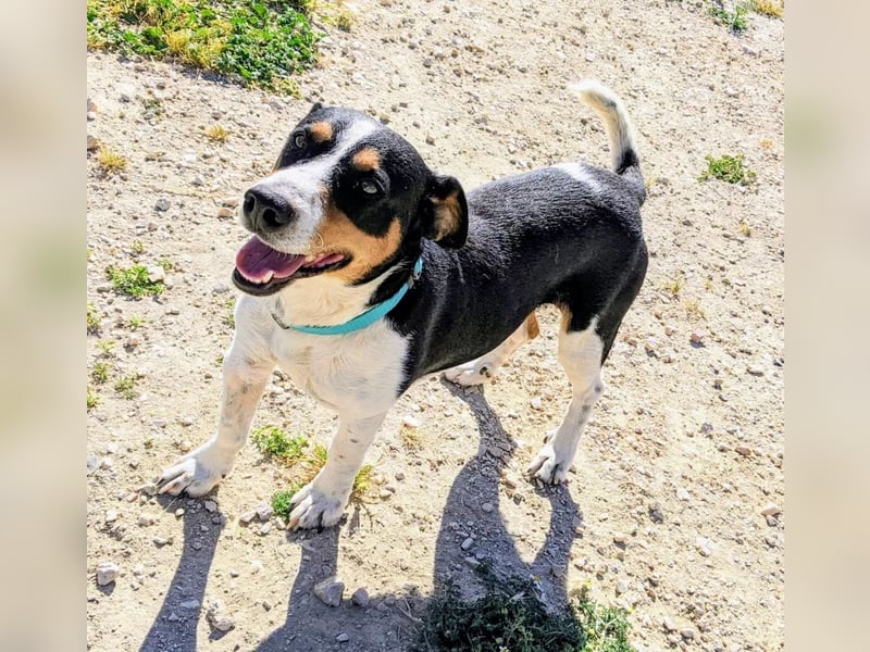 Pancho - dreifarbiger Sonnenschein sucht sein Glück