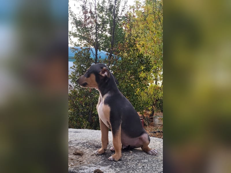 Jonte  - kleiner Herzensjunge auf dem Weg ins große Glück