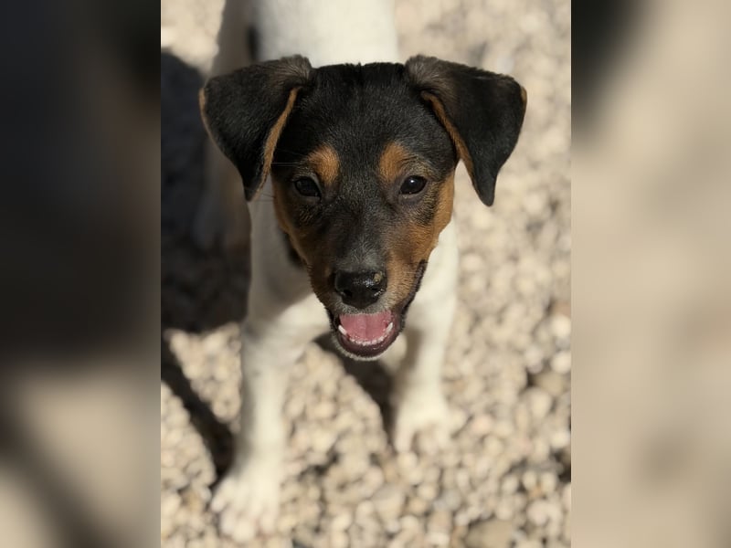 Romeo ,Kleiner Wirbelwind auf vier Pfoten sucht sein großes Glück