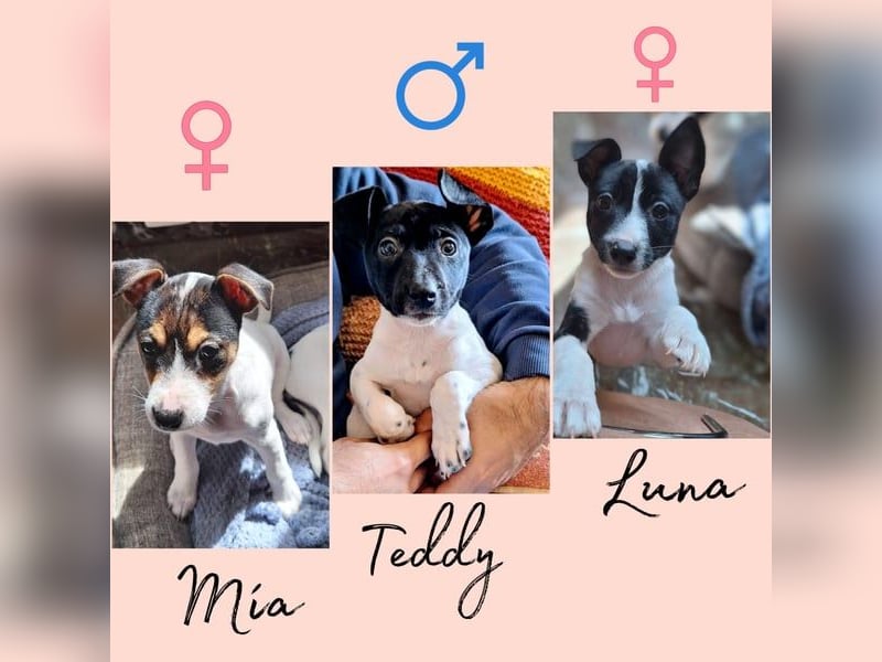 Mia - kleiner Wirbelwind sucht ihre Familie