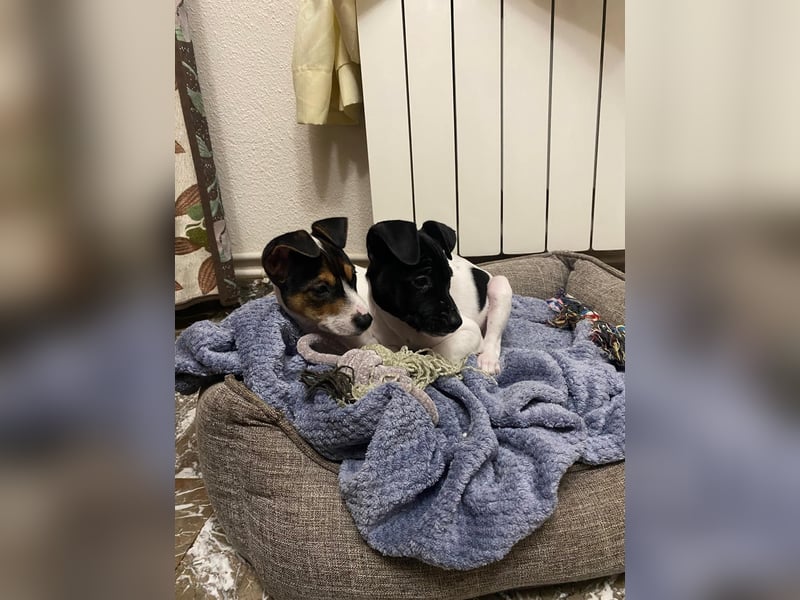 Mia - kleiner Wirbelwind sucht ihre Familie