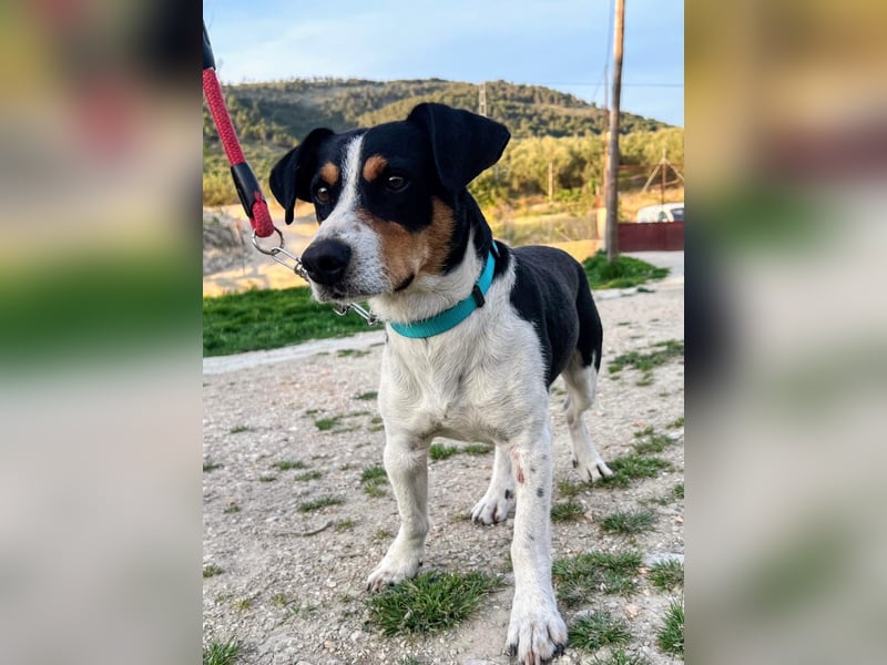 Pancho - dreifarbiger Sonnenschein sucht sein Glück