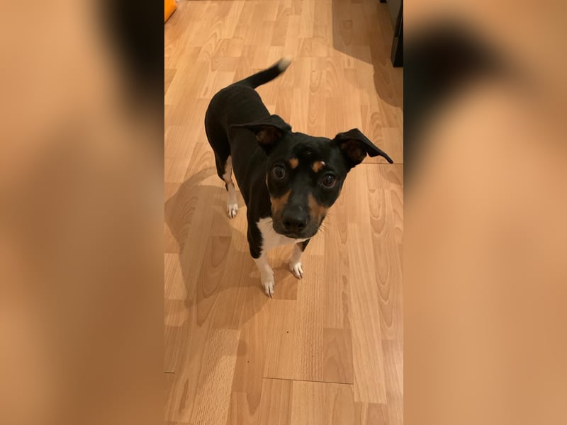 Thais, katzenfreundlich und sehr sozial