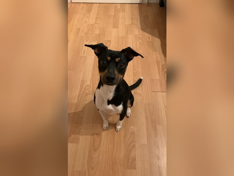 Thais, katzenfreundlich und sehr sozial