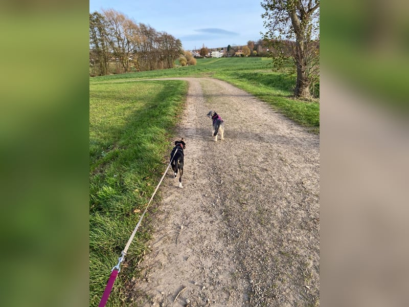 Thais, katzenfreundlich und sehr sozial