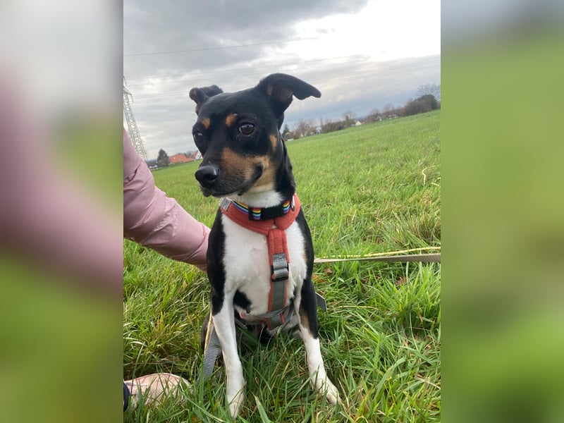 Thais, katzenfreundlich und sehr sozial