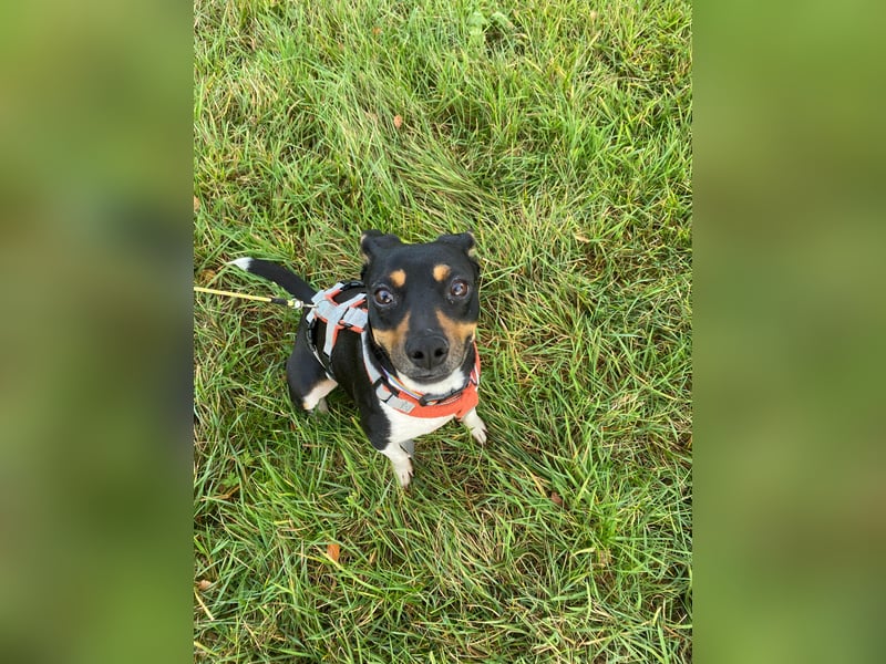 Thais, katzenfreundlich und sehr sozial