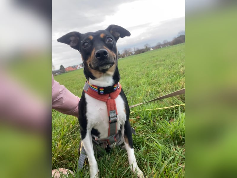 Thais, katzenfreundlich und sehr sozial