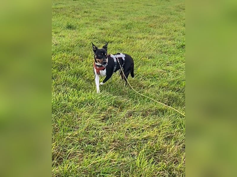 Thais, katzenfreundlich und sehr sozial