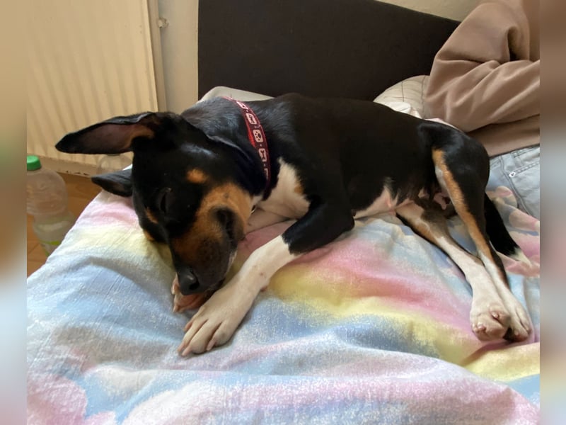 Thais, katzenfreundlich und sehr sozial