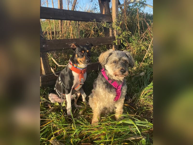 Thais, katzenfreundlich und sehr sozial