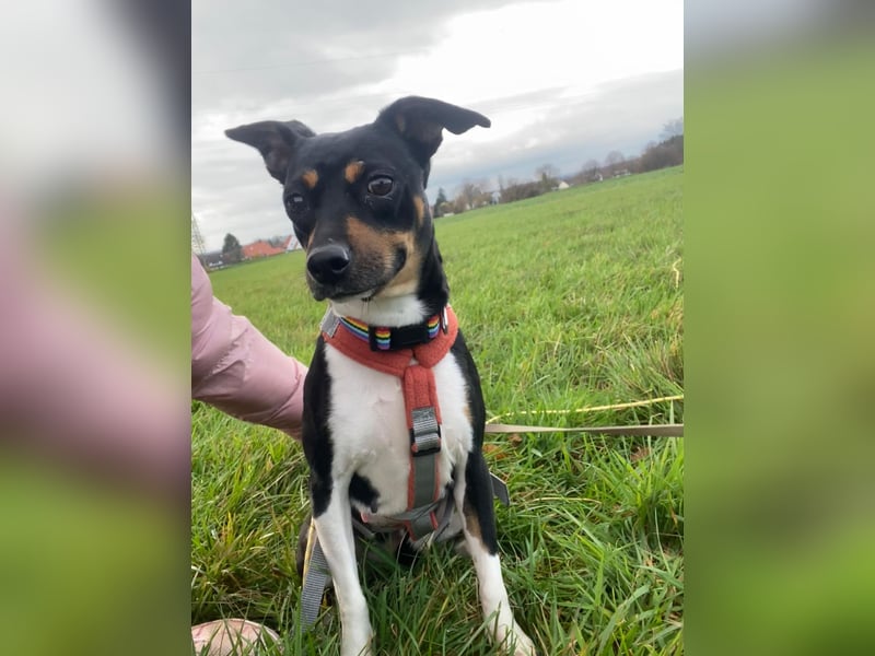 Thais, katzenfreundlich und sehr sozial