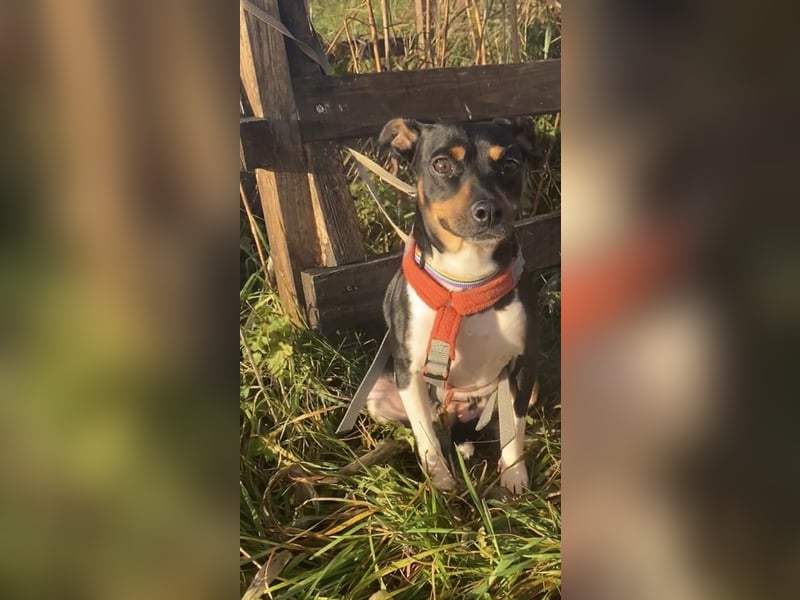 Thais, katzenfreundlich und sehr sozial