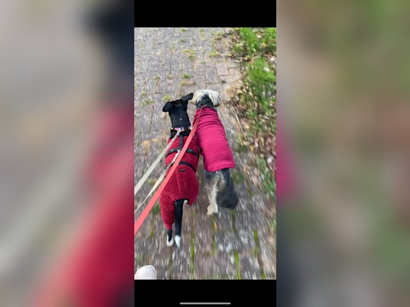 Thais, katzenfreundlich und sehr sozial