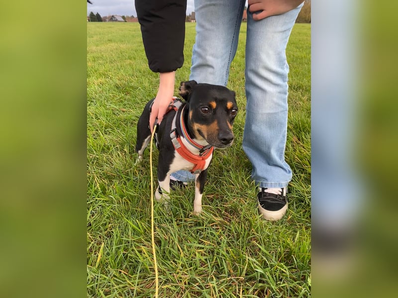 Thais, katzenfreundlich und sehr sozial