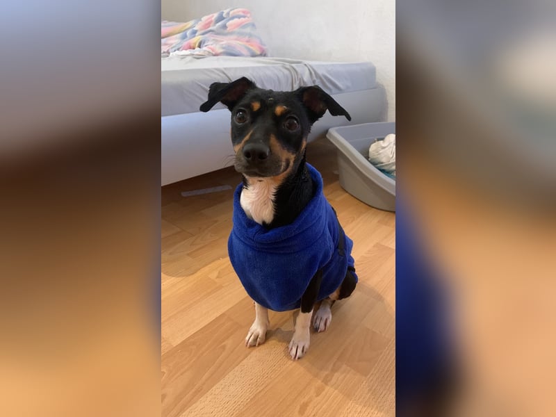 Thais, katzenfreundlich und sehr sozial