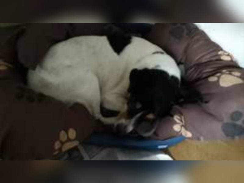 Bertin mit riesengroßem Herzen für Menschen