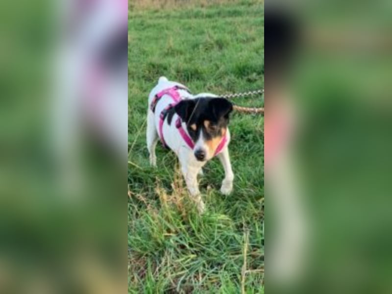 Bertin mit riesengroßem Herzen für Menschen