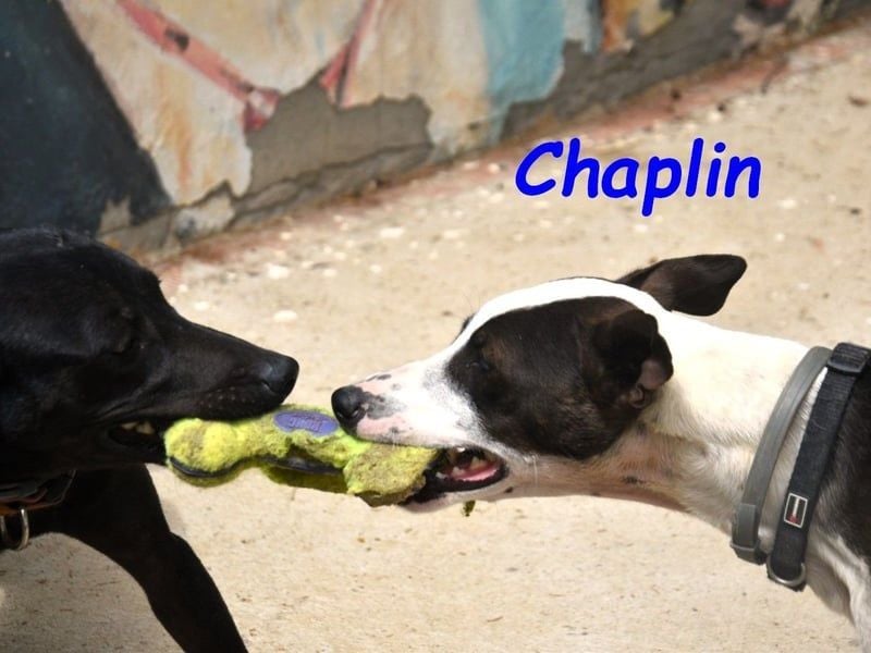 Chaplin geb. 04/2024 (ESP) - charmanter, verspielter und geselliger Bodeguero-Podenco-Mix!