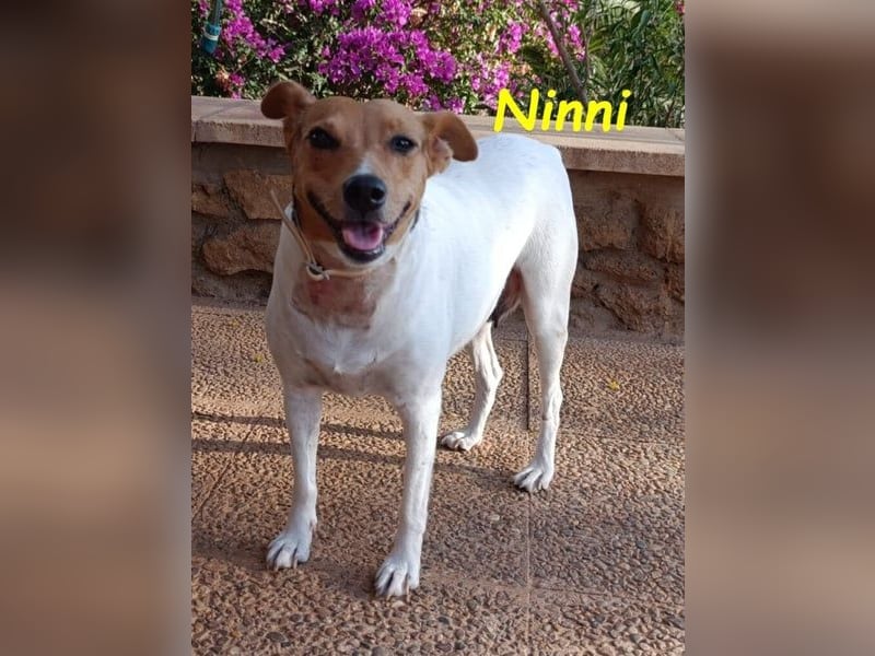 Ninni geb. 06/2024 (ESP) - unkomplizierte Hundedame sucht ihr Glück!