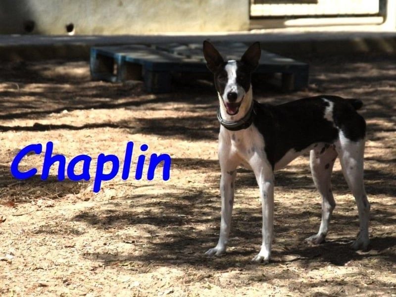 Chaplin geb. 04/2024 (ESP) - charmanter, verspielter und geselliger Bodeguero-Podenco-Mix!