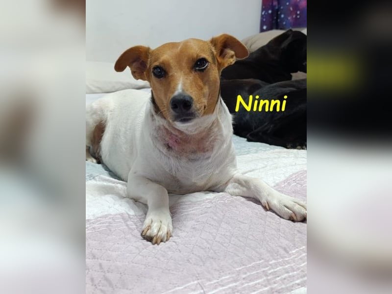 Ninni geb. 06/2024 (ESP) - unkomplizierte Hundedame sucht ihr Glück!