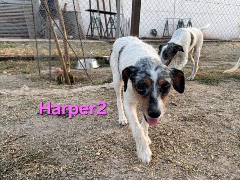 Harper geb. 03/2022 (ESP) - unkompliziertes Mischlingsmädchen, ein ganz besonderer Schatz!