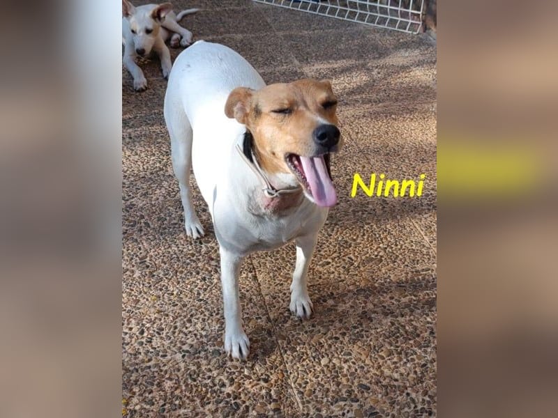 Ninni geb. 06/2024 (ESP) - unkomplizierte Hundedame sucht ihr Glück!