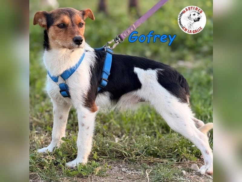 Gofrey geb. 05/2025 (ESP) - verträglicher und liebevoller Junghund sucht sein Zuhause!