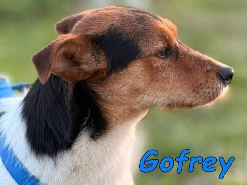 Gofrey geb. 05/2025 (ESP) - verträglicher und liebevoller Junghund sucht sein Zuhause!