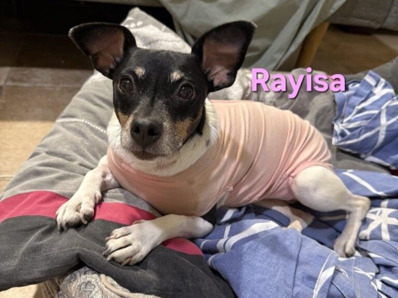 Rayisa geb. 03/2019 (ESP) - unkomplizierte Traumhündin, ein echter Sonnenschein!