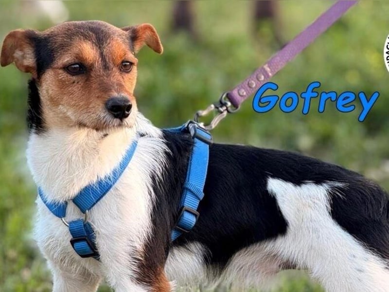 Gofrey geb. 05/2025 (ESP) - verträglicher und liebevoller Junghund sucht sein Zuhause!