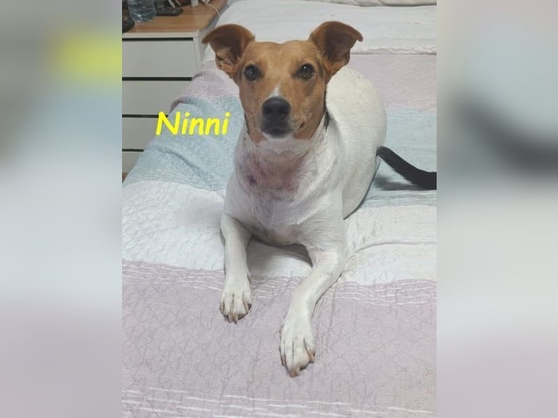 Ninni geb. 06/2024 (ESP) - unkomplizierte Hundedame sucht ihr Glück!