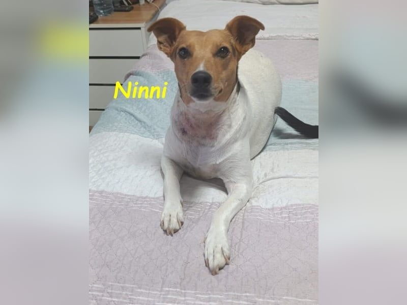 Ninni geb. 06/2024 (ESP) - unkomplizierte Hundedame sucht ihr Glück!