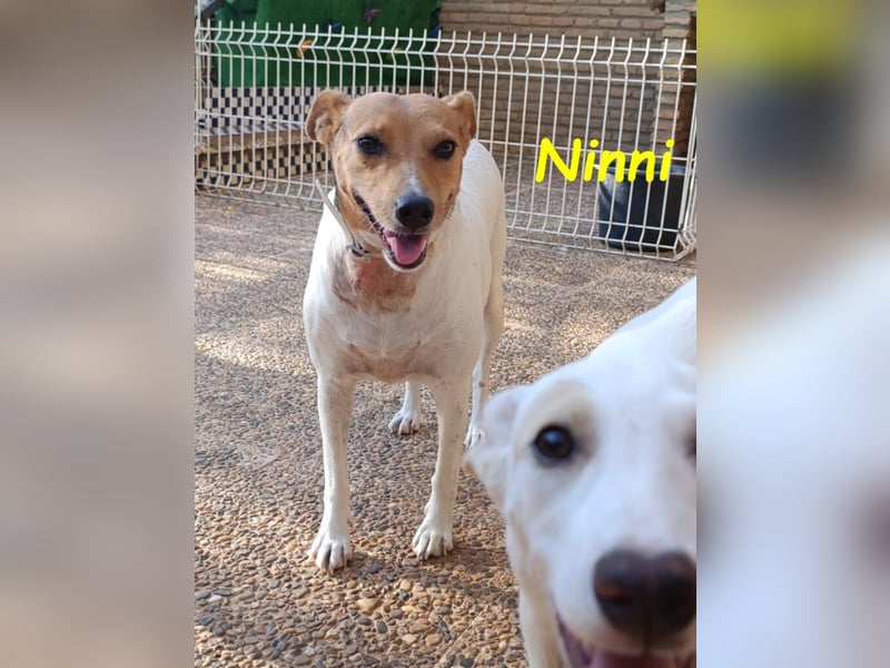 Ninni geb. 06/2024 (ESP) - unkomplizierte Hundedame sucht ihr Glück!