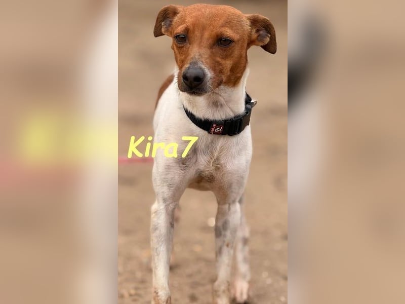 Kira7 geb. 07/2024 (ESP) - freundliches, liebevolles und verschmustes Bodeguero-Mix-Mädchen!