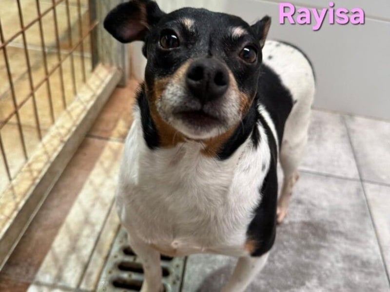 Rayisa geb. 03/2019 (ESP) - unkomplizierte Traumhündin, ein echter Sonnenschein!