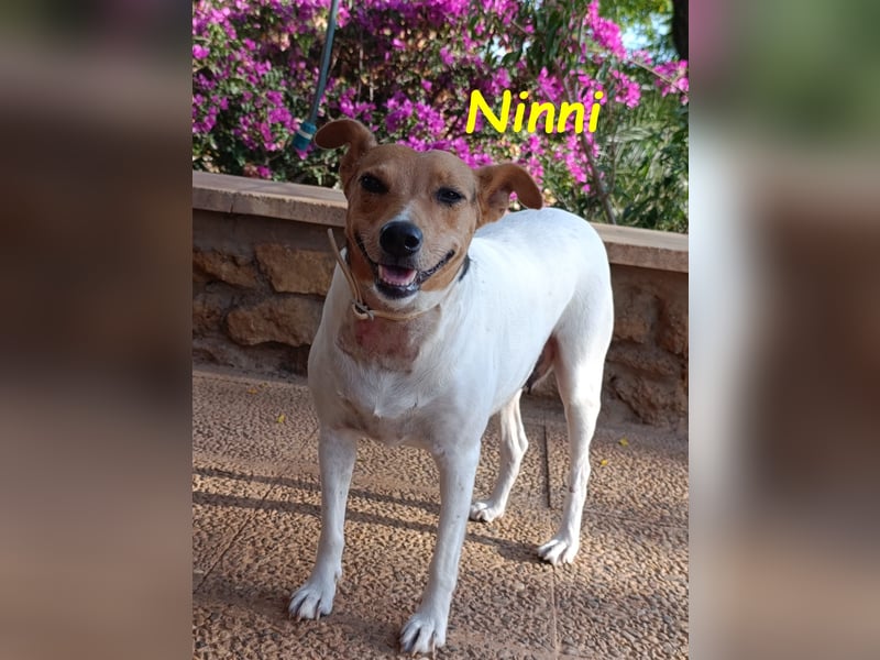 Ninni geb. 06/2024 (ESP) - unkomplizierte Hundedame sucht ihr Glück!