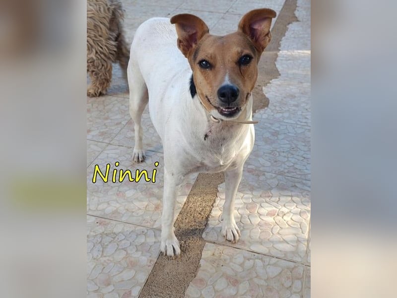 Ninni geb. 06/2024 (ESP) - unkomplizierte Hundedame sucht ihr Glück!