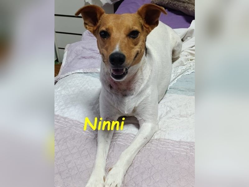Ninni geb. 06/2024 (ESP) - unkomplizierte Hundedame sucht ihr Glück!