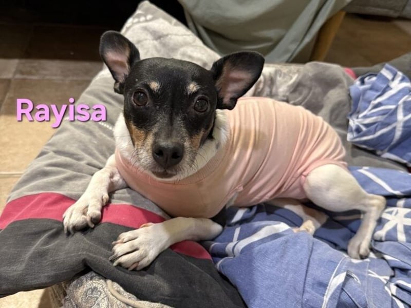 Rayisa geb. 03/2019 (ESP) - unkomplizierte Traumhündin, ein echter Sonnenschein!