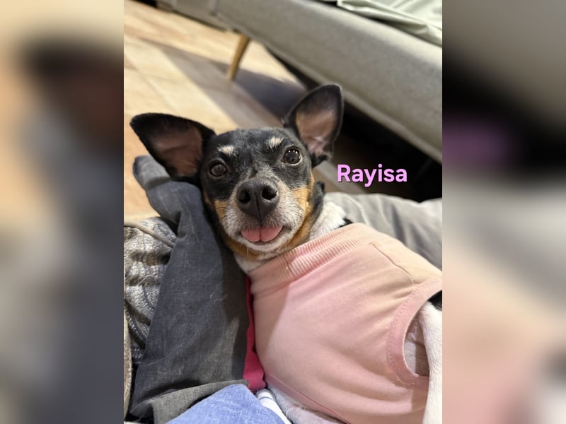 Rayisa geb. 03/2019 (ESP) - unkomplizierte Traumhündin, ein echter Sonnenschein!