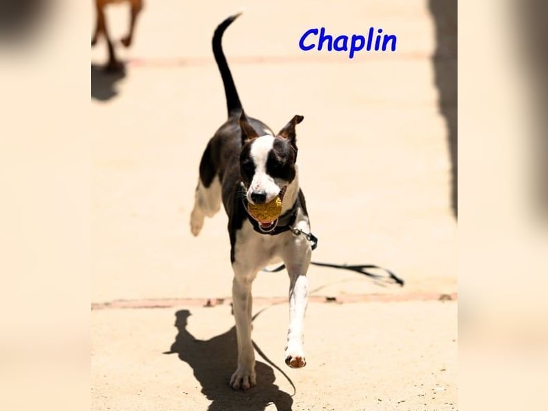 Chaplin geb. 04/2024 (ESP) - charmanter, verspielter und geselliger Bodeguero-Podenco-Mix!